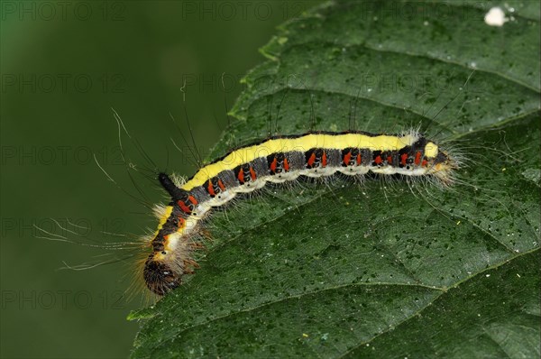 Caterpillar of the grey gray dagger