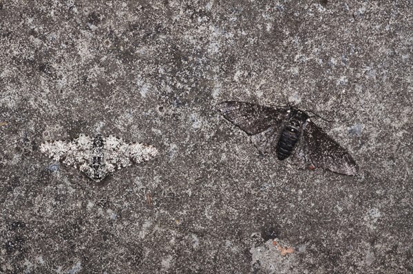 Peppered Moth