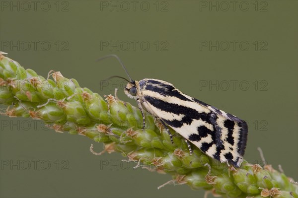 Spotted Sulphur Moth