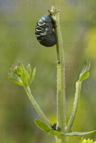 Bloody-nosed Beetle