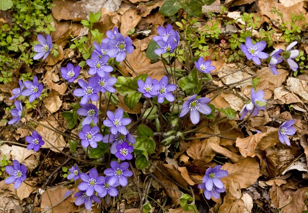 Flowering common hepatica