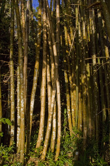 Bamboo Forest Madagascar near Palmarium