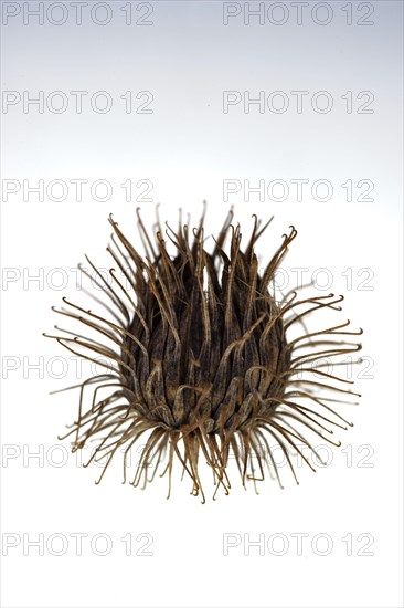 Burdock