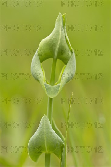 Yellow-wort