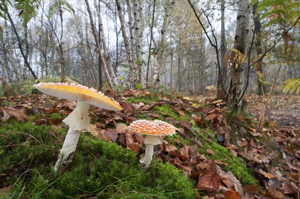 Fruiting body of fly agaric