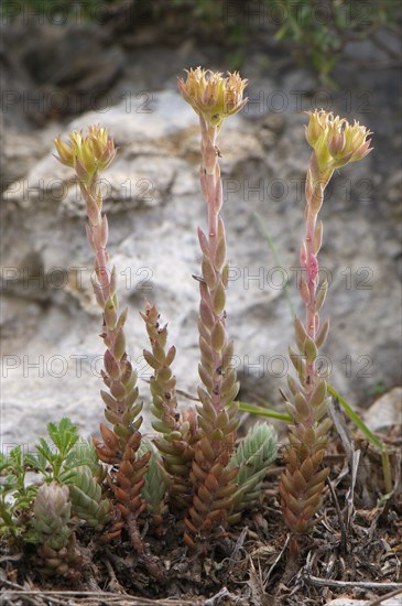 Tripmadam Rock stonecrop