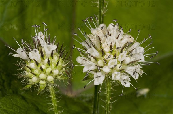 Small Teasel