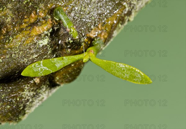 Mistletoe