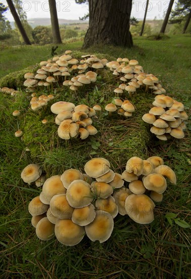 Sulphur Tuft