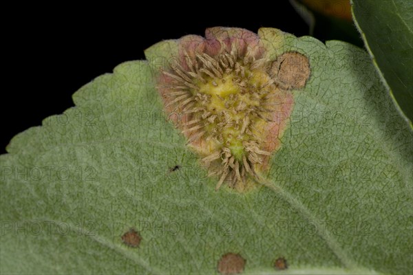 Cultivated Apple