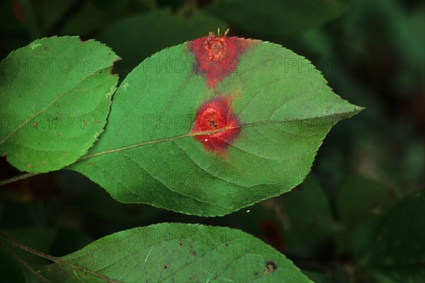 Cultivated ornamental apple