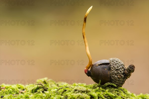 Gooseneck barnacle