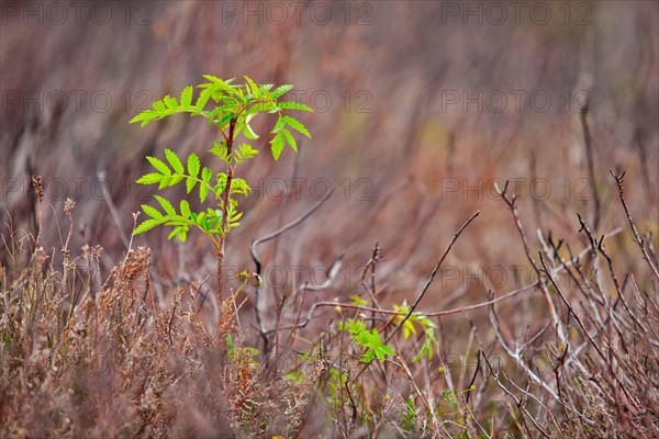 European rowan