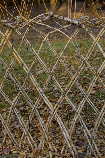 Living willow fences sprouting