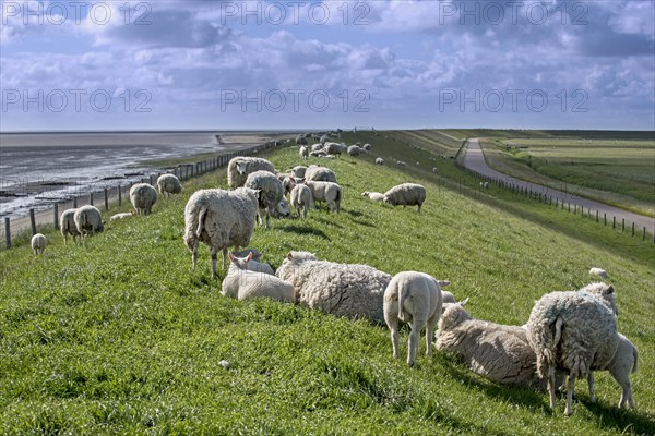 Flock of Texel sheep