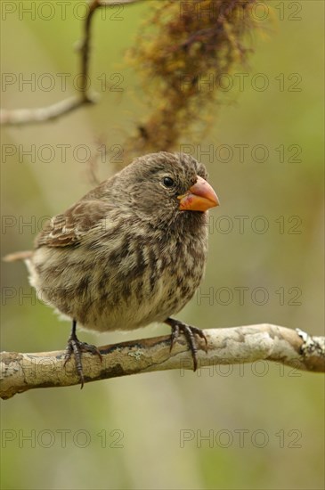 Woodpecker Finch