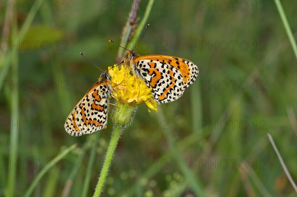 Red fritillary