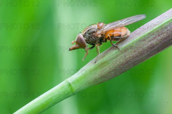 Beak hoverfly