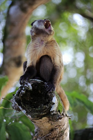 Brown Capuchin