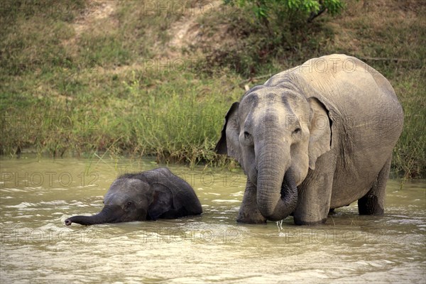 Asian sri lankan elephant