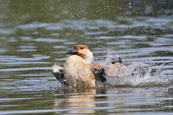 Swan Goose