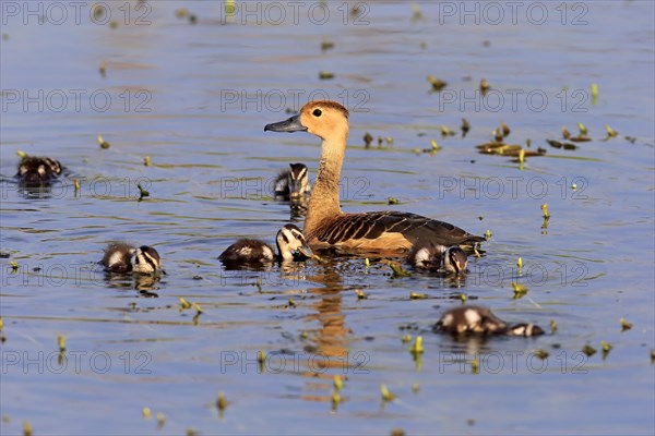 Lesser whistling duck