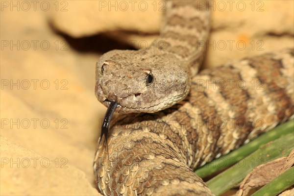 Prairie rattlesnake