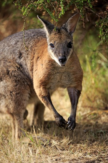 Tammar wallaby