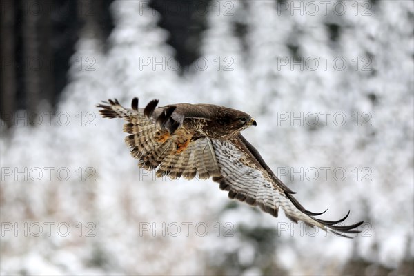 Common steppe buzzard