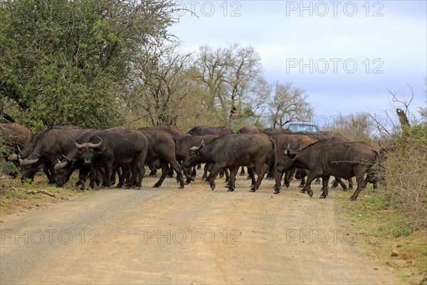 African buffalo