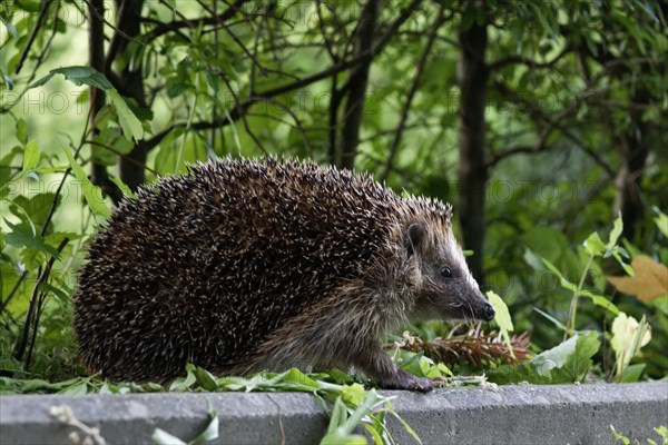 European hedgehog