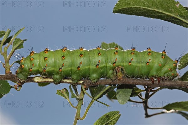 Emperor moth