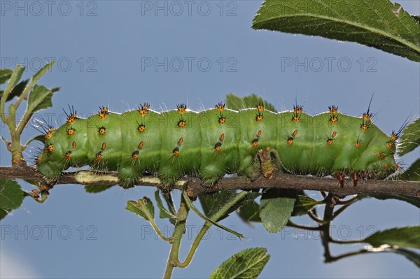 Emperor moth