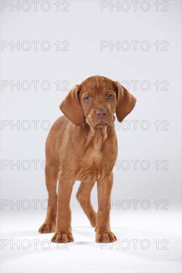 Shorthaired Hungarian Pointing Dog