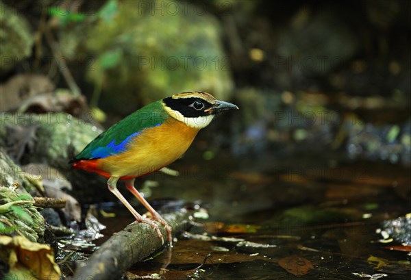 Blue-winged Pitta