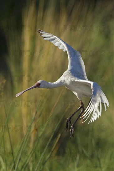 Narrow-billed Spoonbill