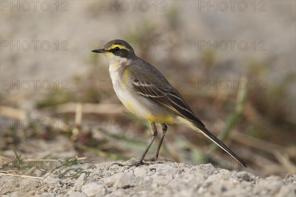 Eastern Yellow Wagtail