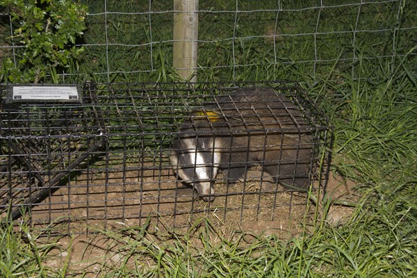 Eurasian Badger