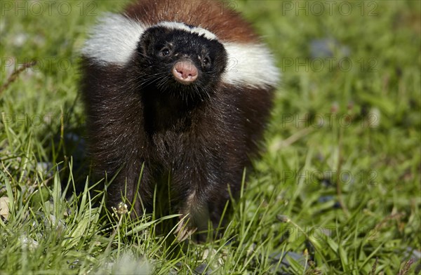 Patagonian Hog-nosed Skunk