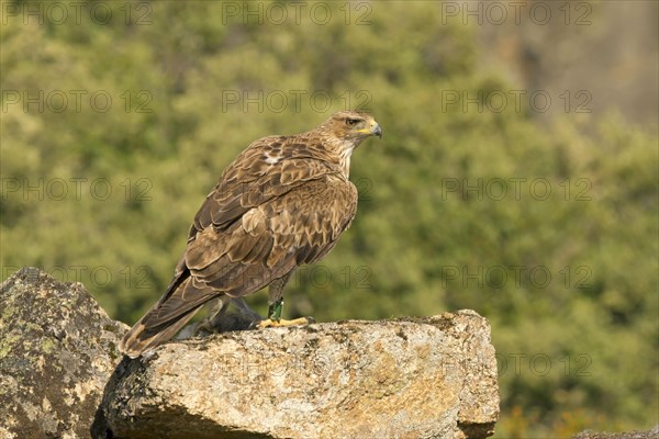 Bonelli's Eagle