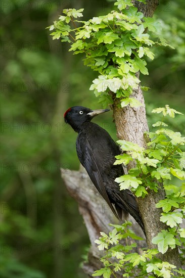 Black Woodpecker