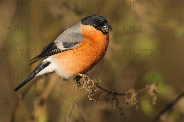 Eurasian bullfinch