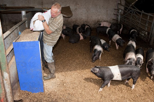 Pig farming