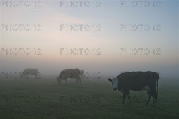 Domestic cattle