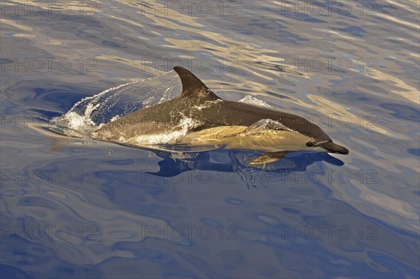 Short-beaked Common Dolphin