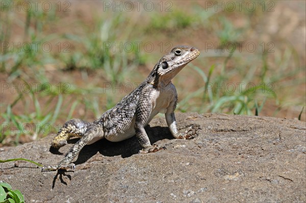 Rock common agama