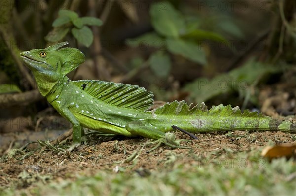 Plumed Basilisk