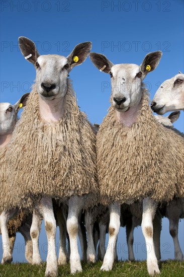 Domestic Sheep