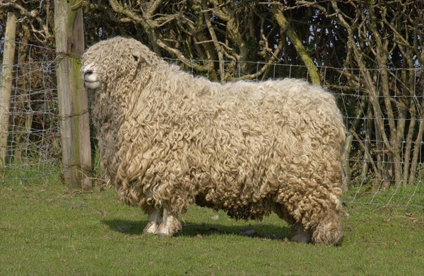 Domestic sheep