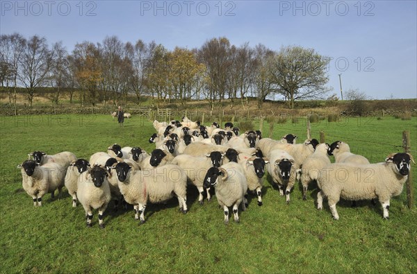 Domestic sheep